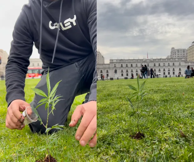 Plantan marihuana  frente a La Moneda