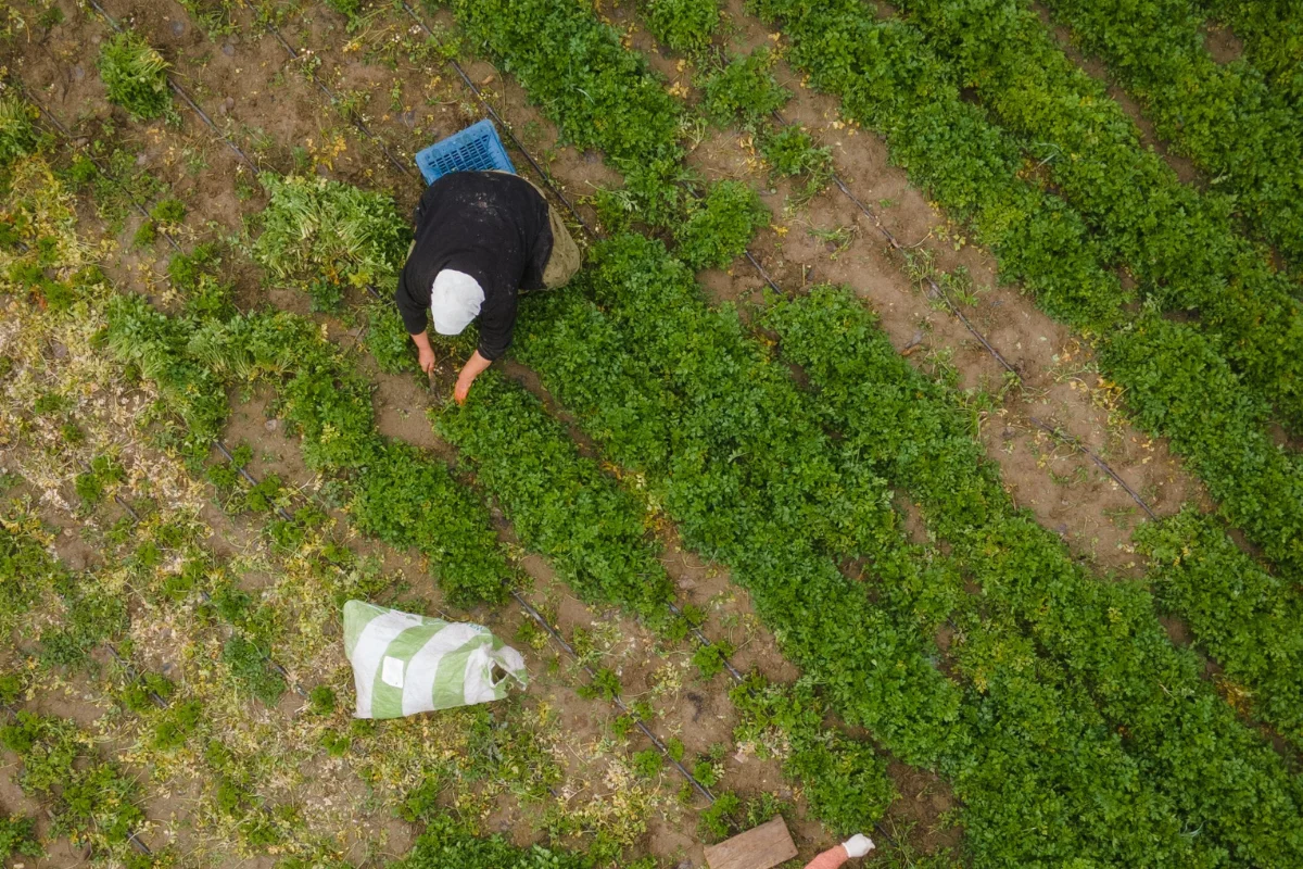 THE TIMES LATNO - Proyectos de I+D que están transformando la agricultura del desierto