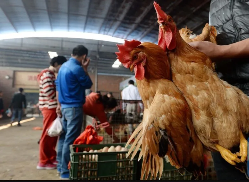 Gallinas Agencia Xinhua
