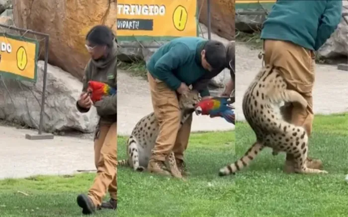 Guacamayo no sobrevive tras ser atacado por un felino