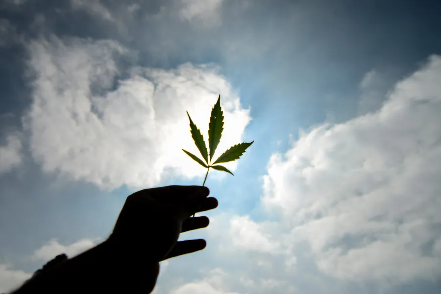 Ruta para legalizar el cannabis,