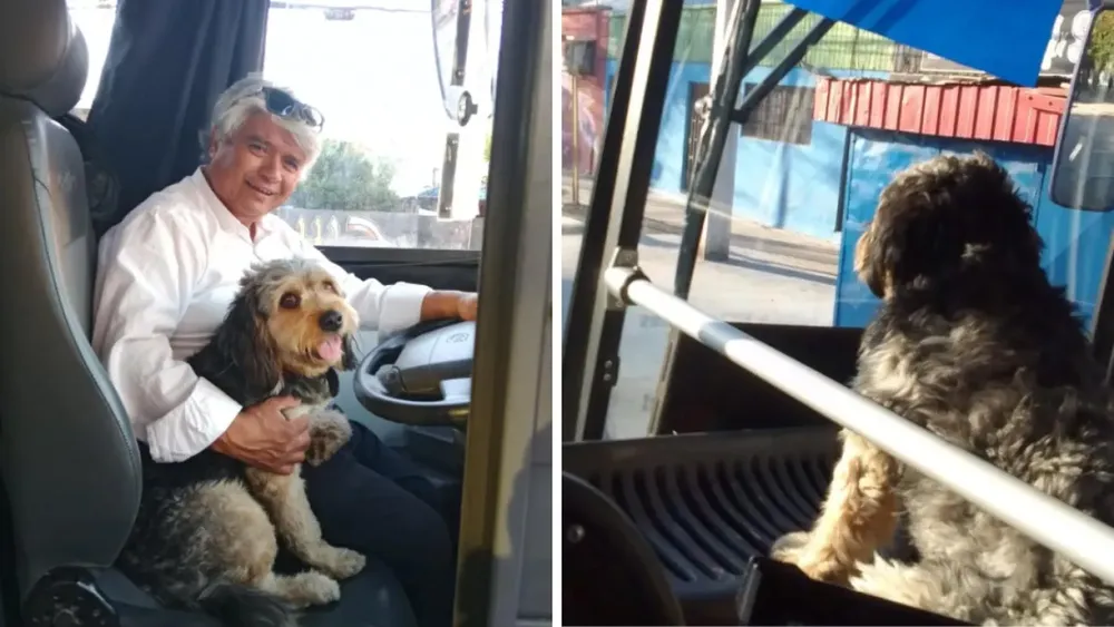Chofer maneja con su perro de asistencia emocional