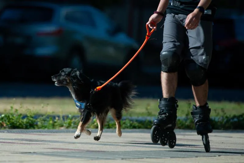 Mascotas Agencia Uno