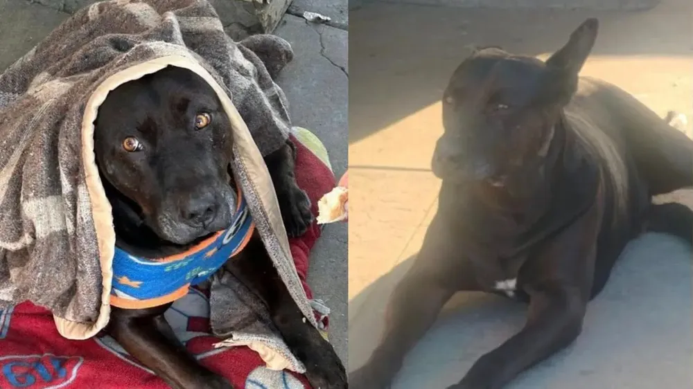 Negrito Redes Sociales
