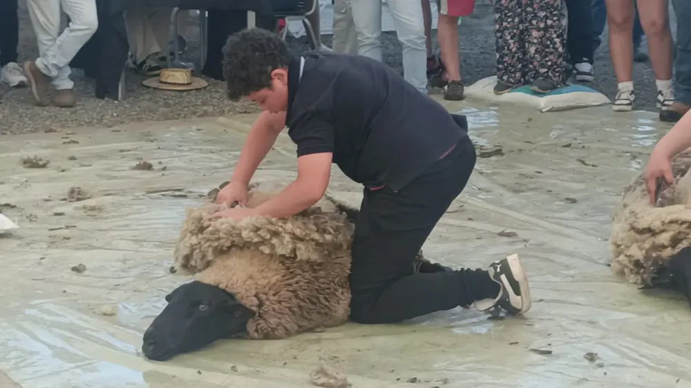  La esquila a tijera en Chile
